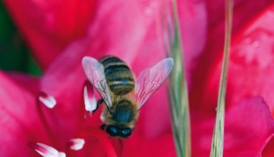 Homme et l'abeille : même combat (L')