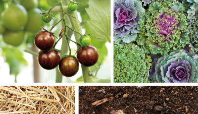 Une année au jardin avec les micro-organismes efficaces (E.M.)