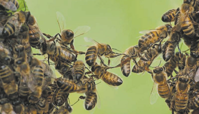 Crise des abeilles, crise d’humanité