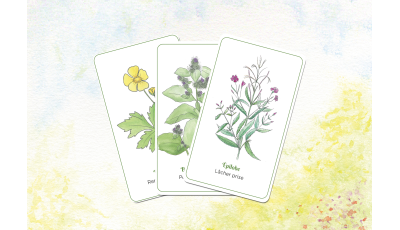 Messages des plantes sauvages