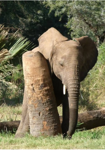 Guidés par les éléphants