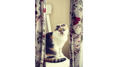 Soins énergétiques aux animaux