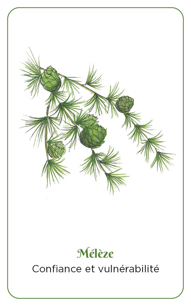 Messages des plantes sauvages