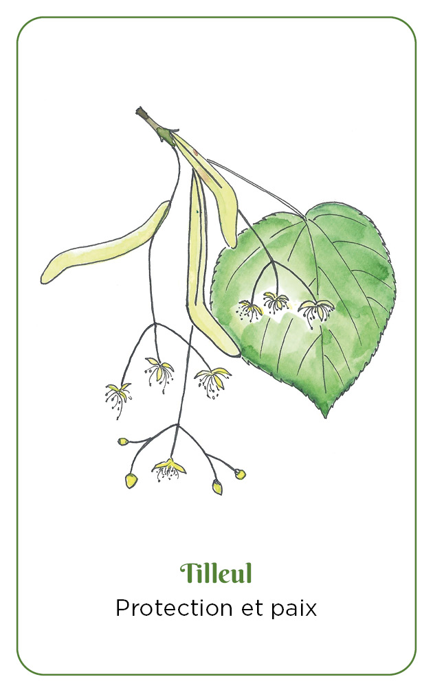 Messages des plantes sauvages