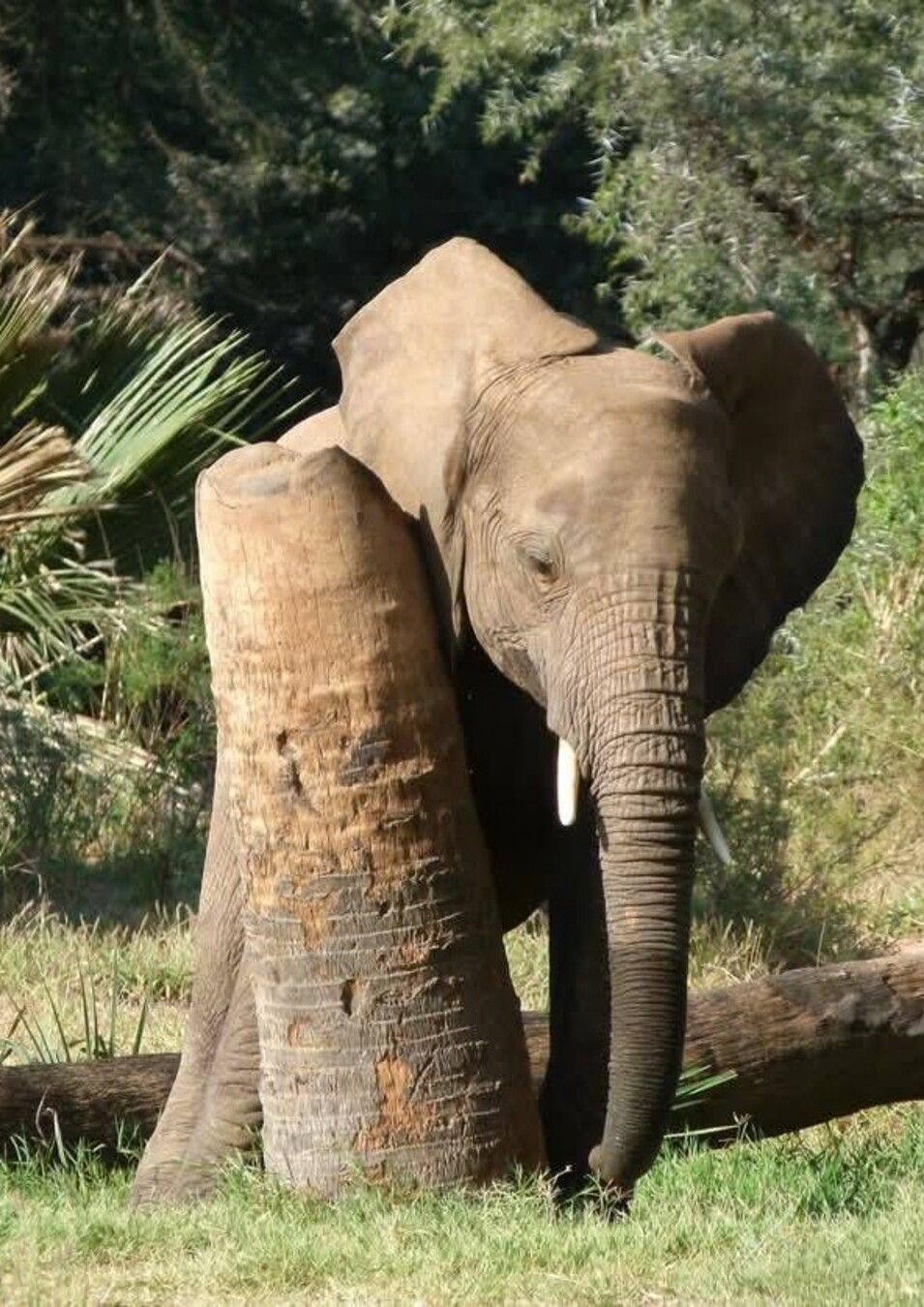 Guidés par les éléphants  par  