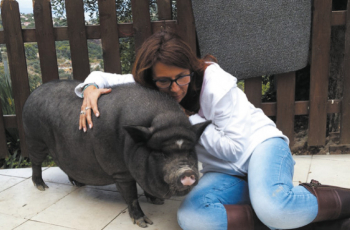 Qu'est ce que la communication animale ?